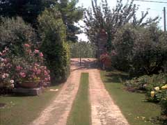 Alma Bamba - Lucca, Tuscany, Italy